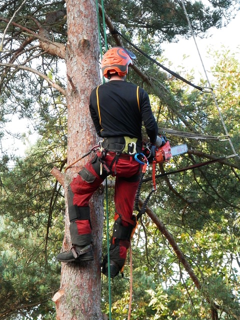 Tree Surgeon With Belt, Ropes, Chainsaw