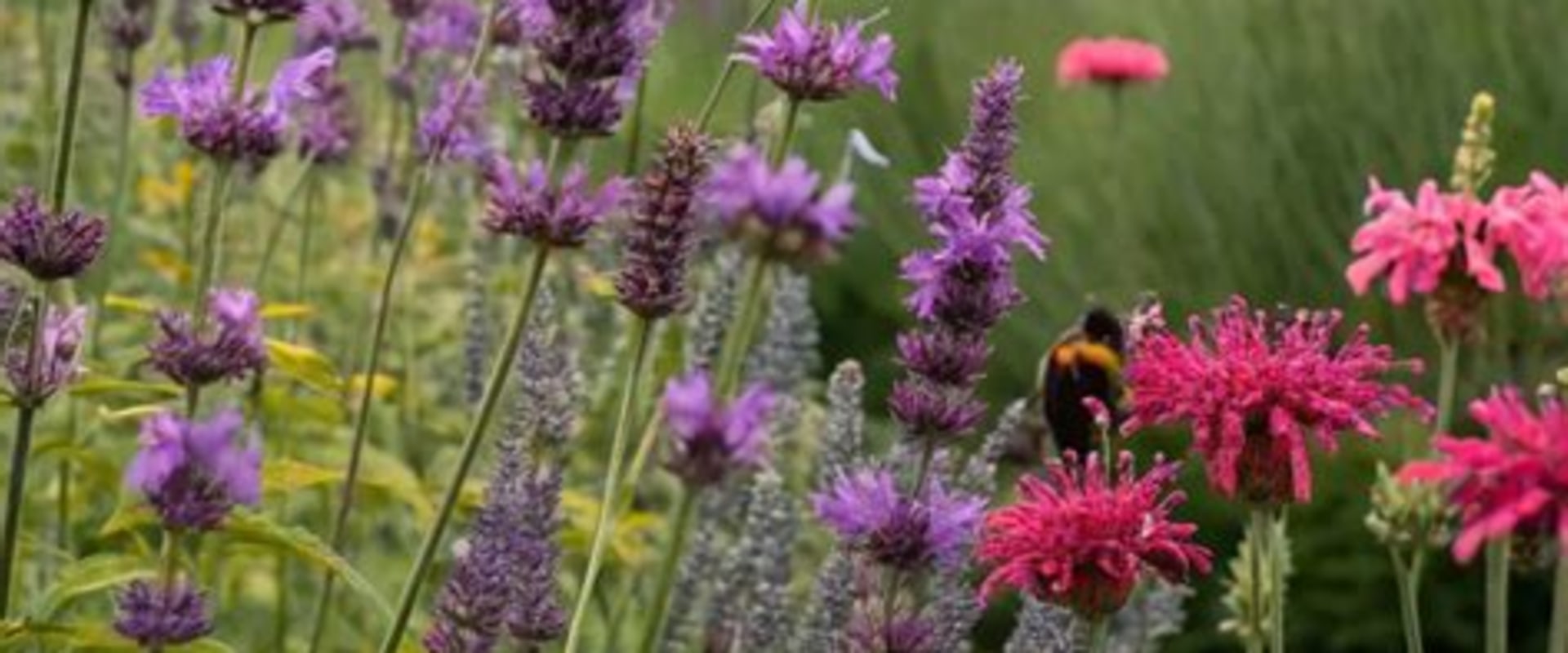 Attracting Pollinators to Your Garden: A Complete Guide for Garden and Landscaping Enthusiasts