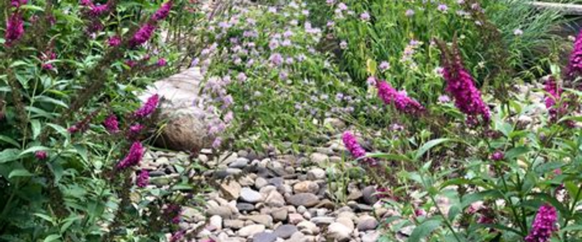 Incorporating Native Plants into Your Garden and Landscape Design