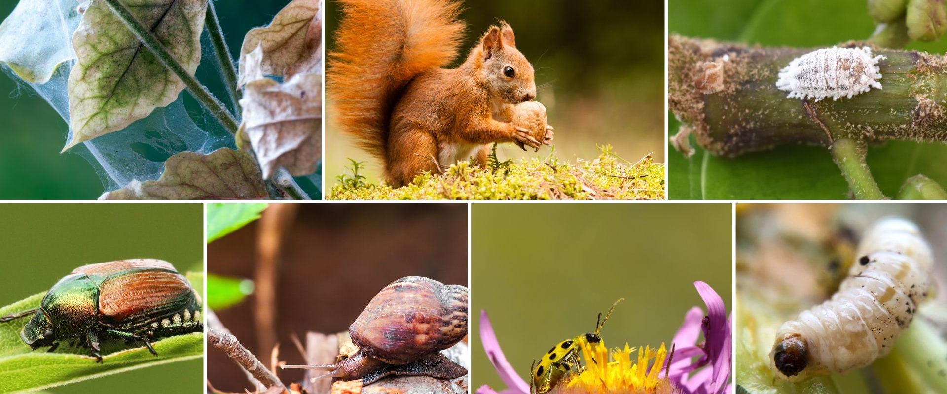 Identifying and Managing Common Garden Pests for a Thriving Landscape