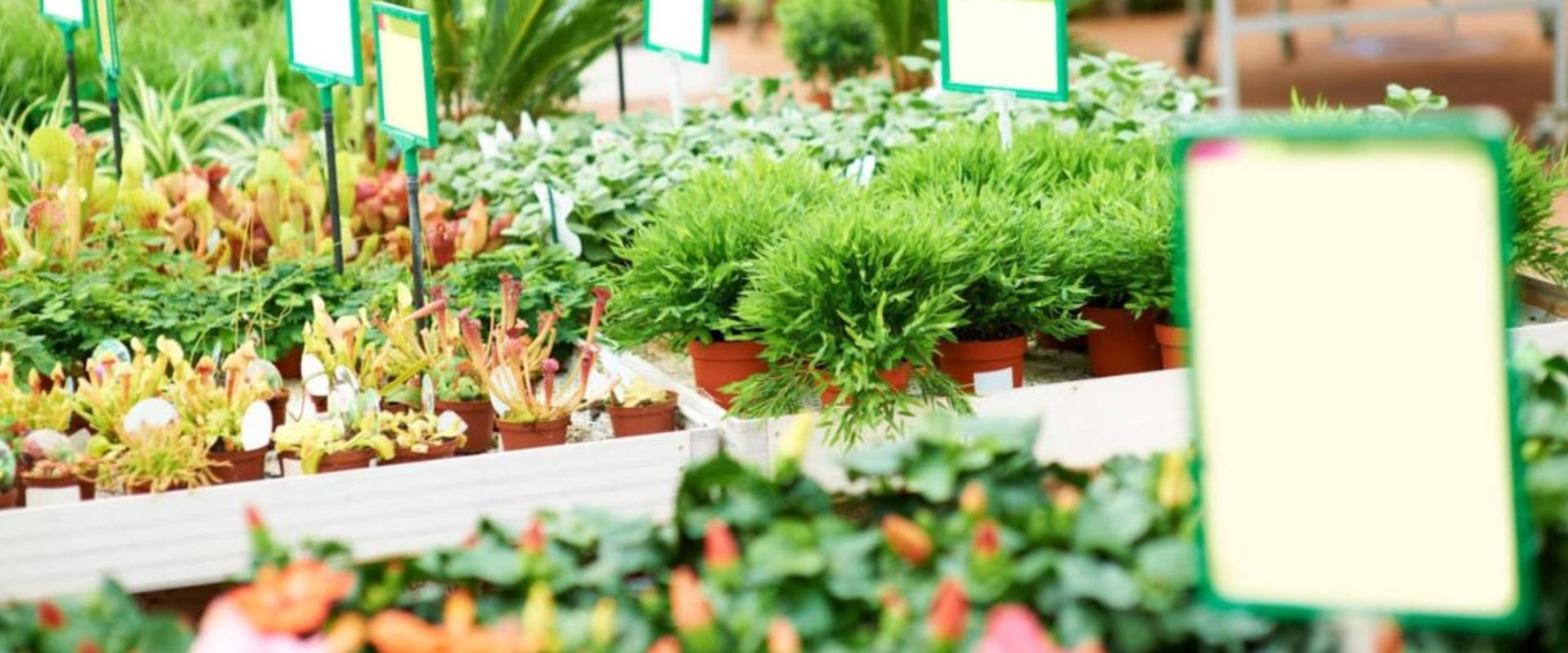 Essential Tips for Selecting the Right Plants for Your Climate and Soil Type
