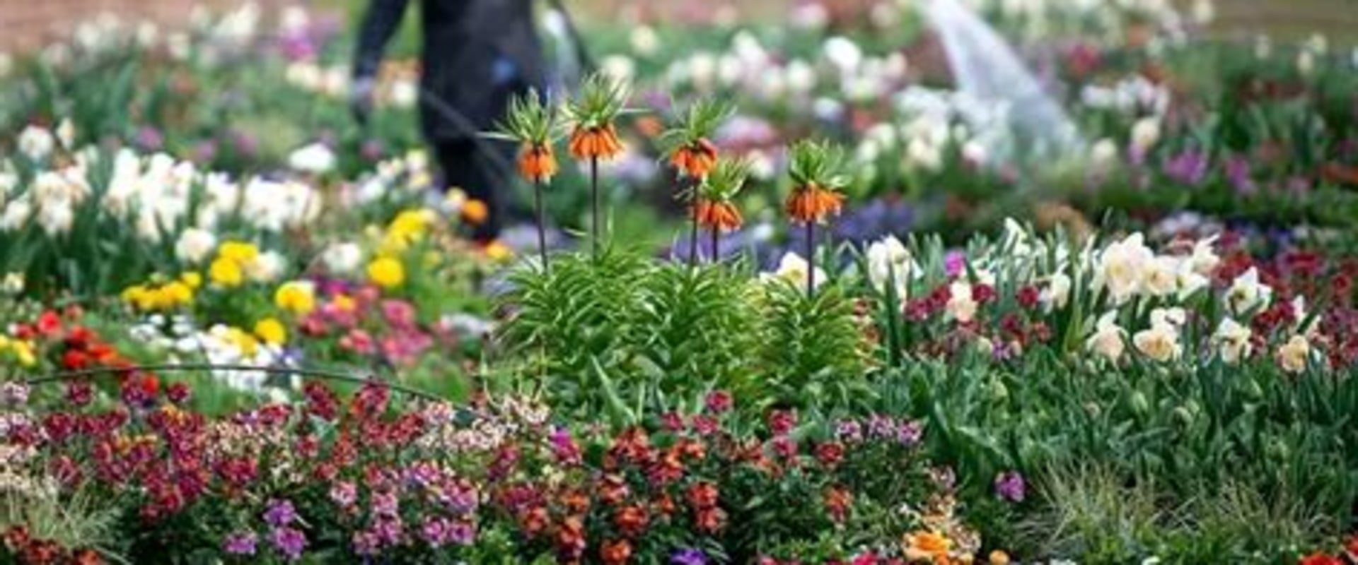 Creating a Wildlife-Resistant Garden: Strategies for Success