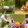 Identifying and Managing Common Garden Pests for a Thriving Landscape