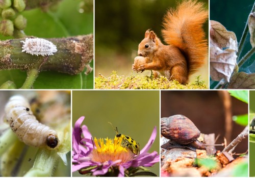 Identifying and Managing Common Garden Pests for a Thriving Landscape