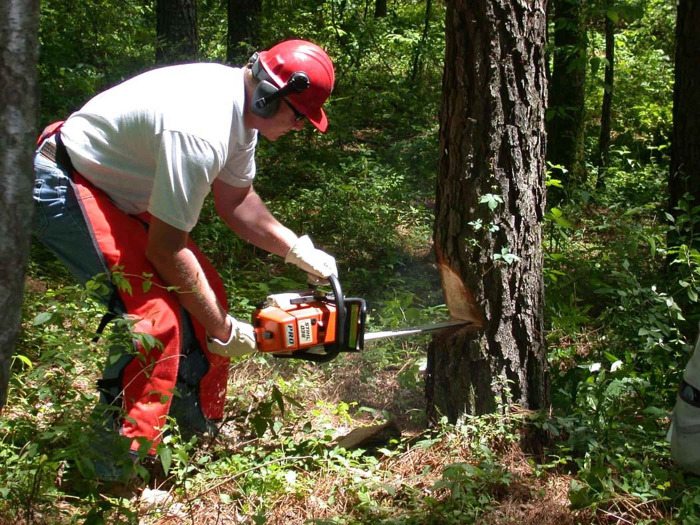 Tree Surgeon Leeds Using A chainsaw