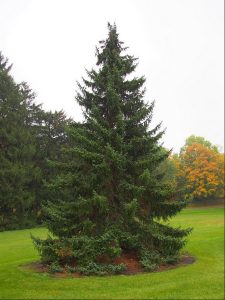 Siberian Spruce