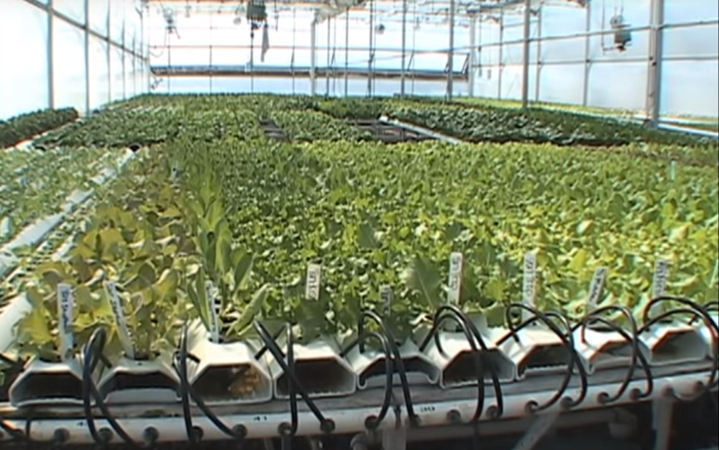 Finding A Reliable Hydroponics Store In Canada A Unique Method Of Gardening